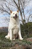 AKITA AMERICAIN 407